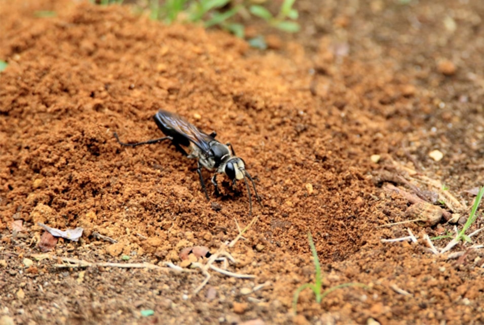 地面 に 巣 を 作る 蜂