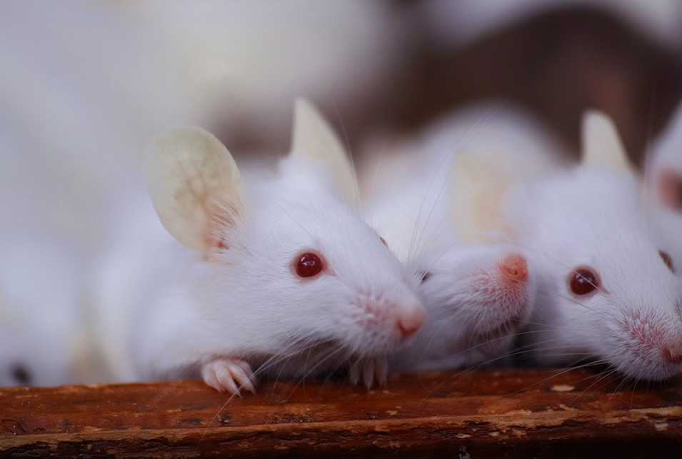 ネズミの種類と特徴について | レスキューラボ