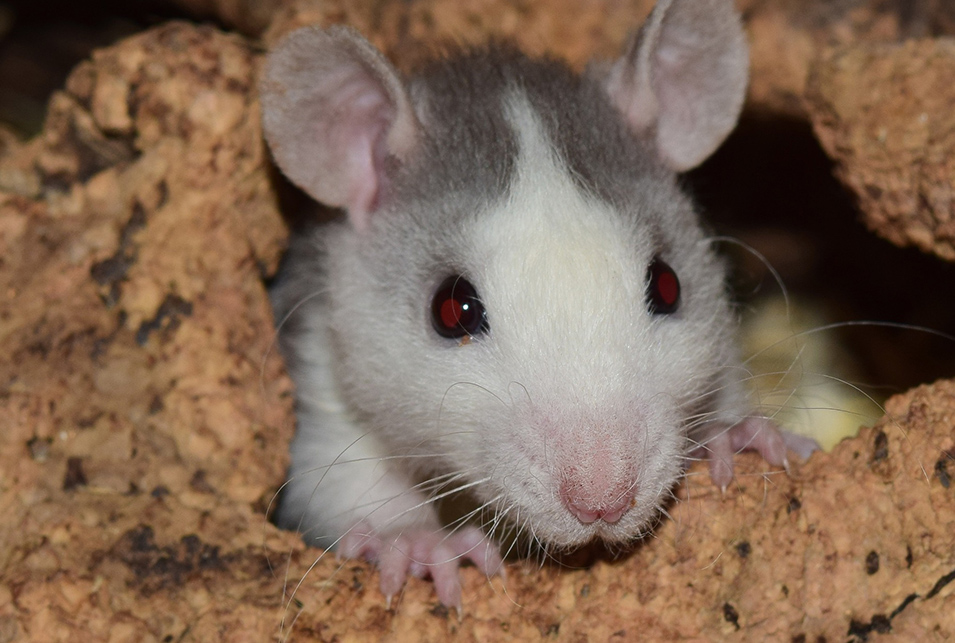 ネズミが穴掘りしてる 穴を見つけたときの対処法とは 生活救急車