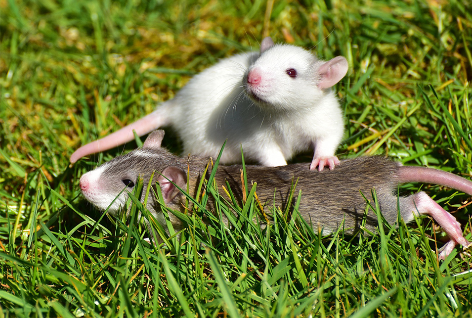 ネズミが穴掘りしてる 穴を見つけたときの対処法とは レスキューラボ