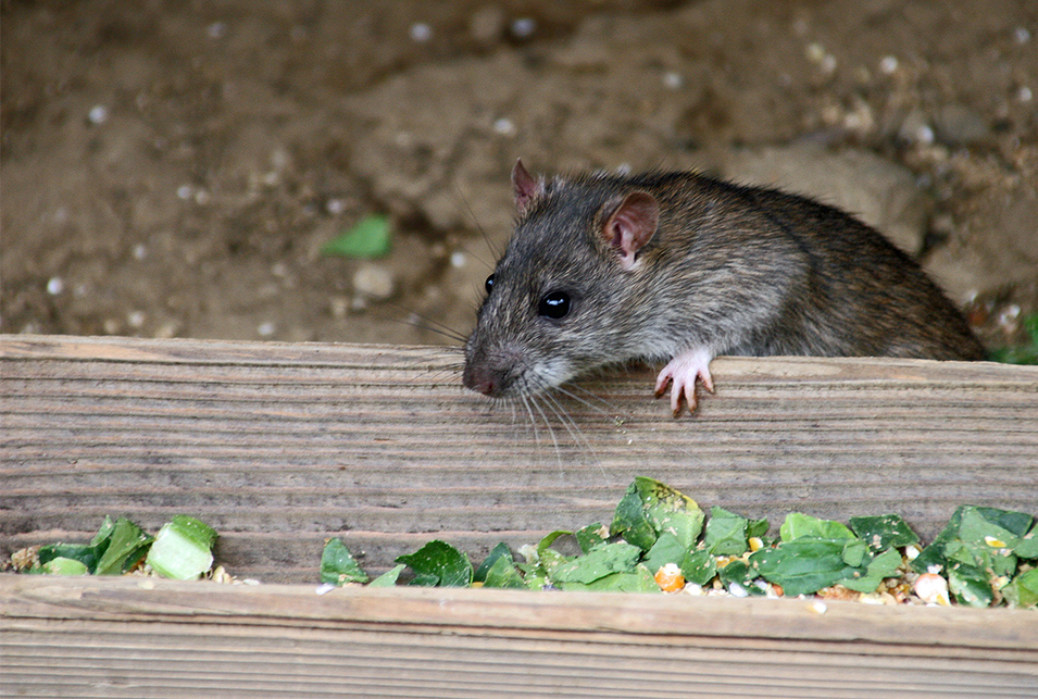 ネズミが好きな餌を使った簡単な退治法とは！ | レスキューラボ