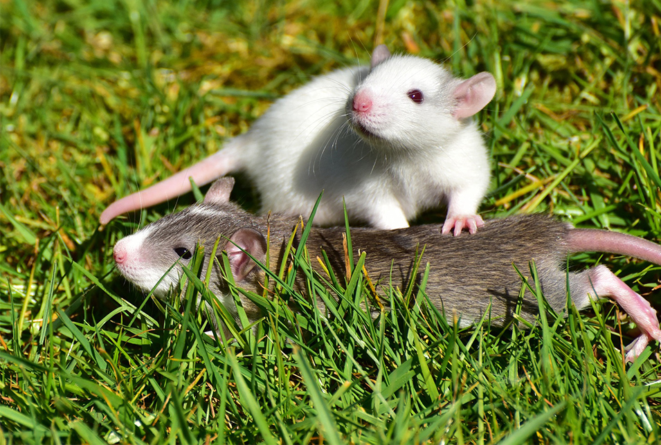 ネズミが好きな餌を使った簡単な退治法とは 生活救急車