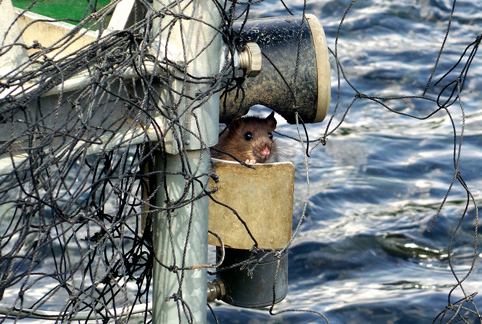 ネズミは泳ぐの 池などで見つけたときに気をつけること レスキューラボ