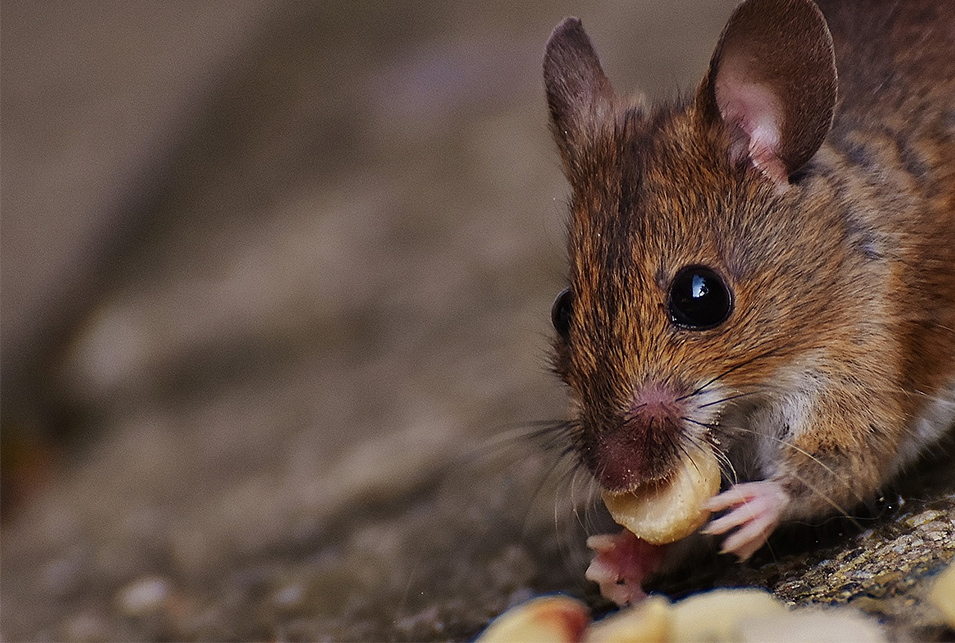 ネズミが石鹸を食べる理由と対処方法 生活救急車