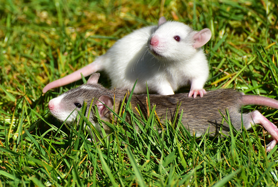 家にでるネズミの種類と生態別の駆除方法 レスキューラボ