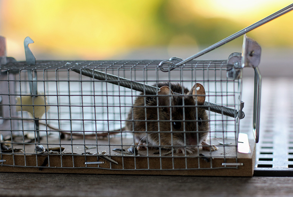 家にでるネズミの種類と生態別の駆除方法 レスキューラボ