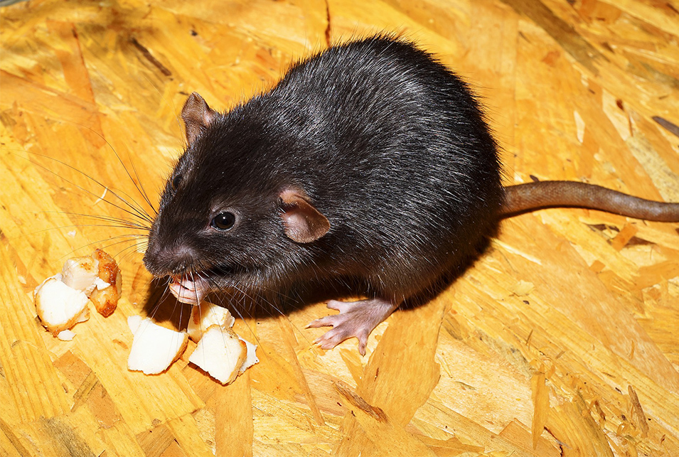 ネズミが嫌いなもの一覧 音 臭い 食べ物 環境 天敵 レスキューラボ
