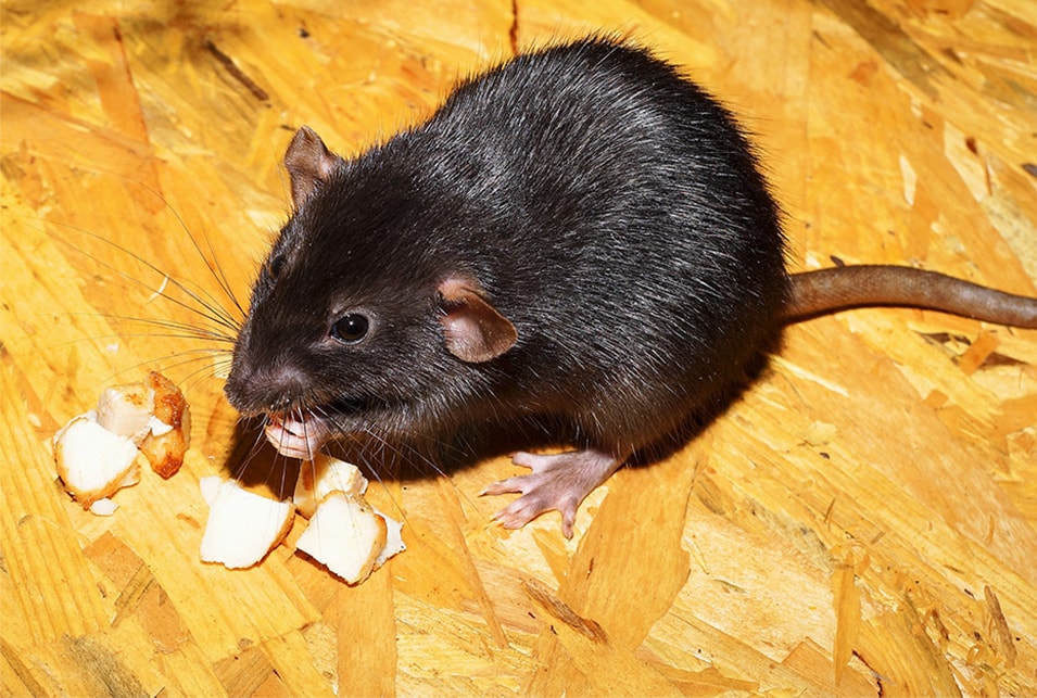 ねずみ対策 ネズミ駆除  物品 ネズミのみはり番 6個セット