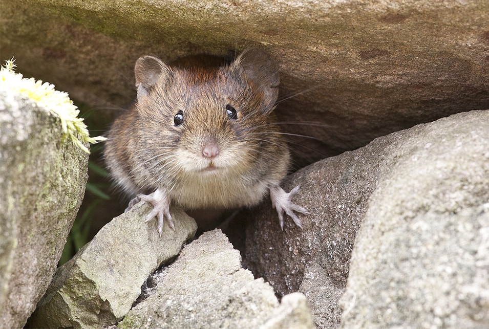 ネズミが自然にいなくなる理由と早く追い出す簡単な駆除方法 レスキューラボ