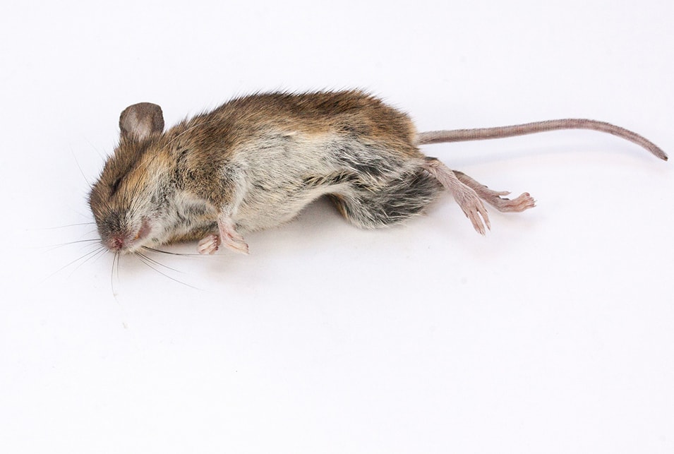 ネズミが自然にいなくなる理由と早く追い出す簡単な駆除方法 レスキューラボ By 生活救急車