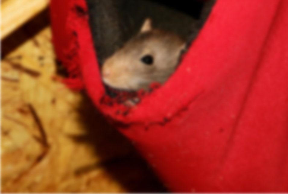 ネズミが出る時期とその期間に備える駆除対策 レスキューラボ