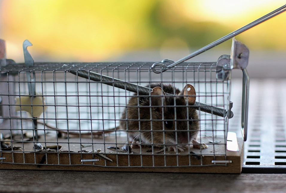 ネズミ駆除の毒餌・罠の正しい使い方と超音波装置の注意点 | レスキューラボ