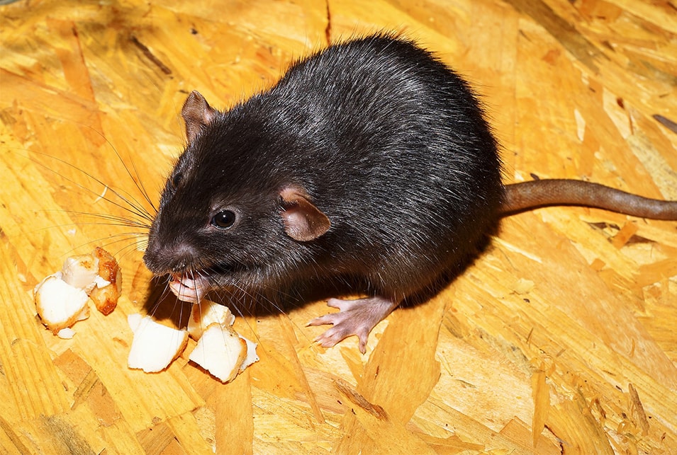 ネズミがいるか確かめる方法 ラットサインと被害例を解説 レスキューラボ