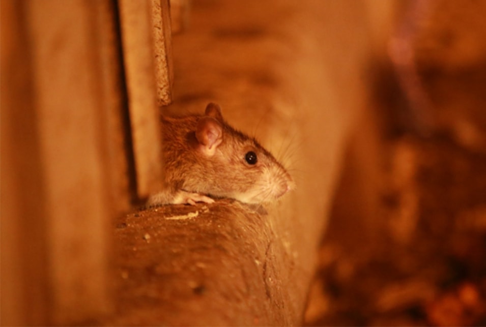 ネズミがいるか確かめる方法 ラットサインと被害例を解説 レスキューラボ