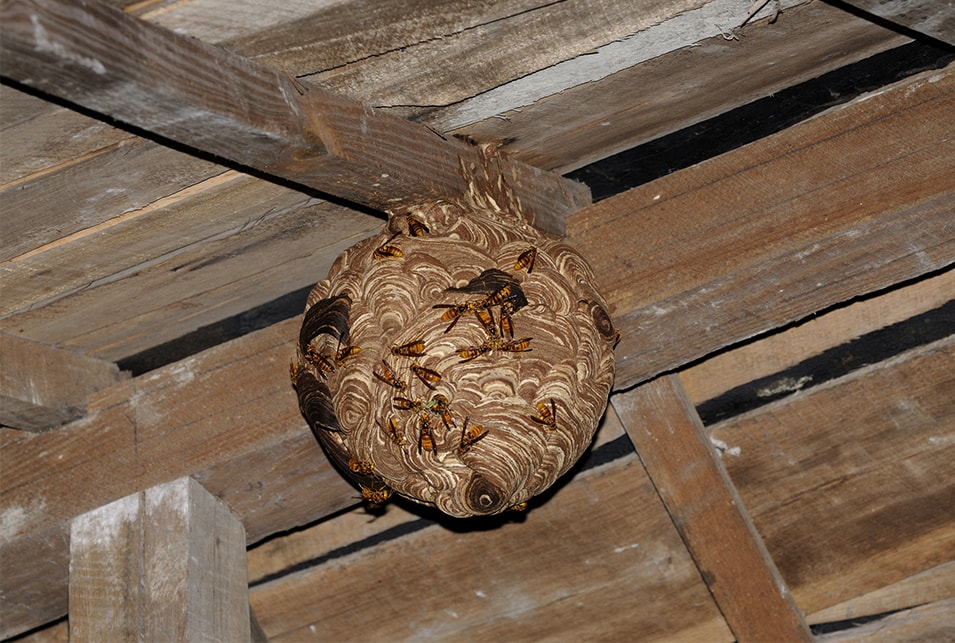 スズメバチ の 巣 放置