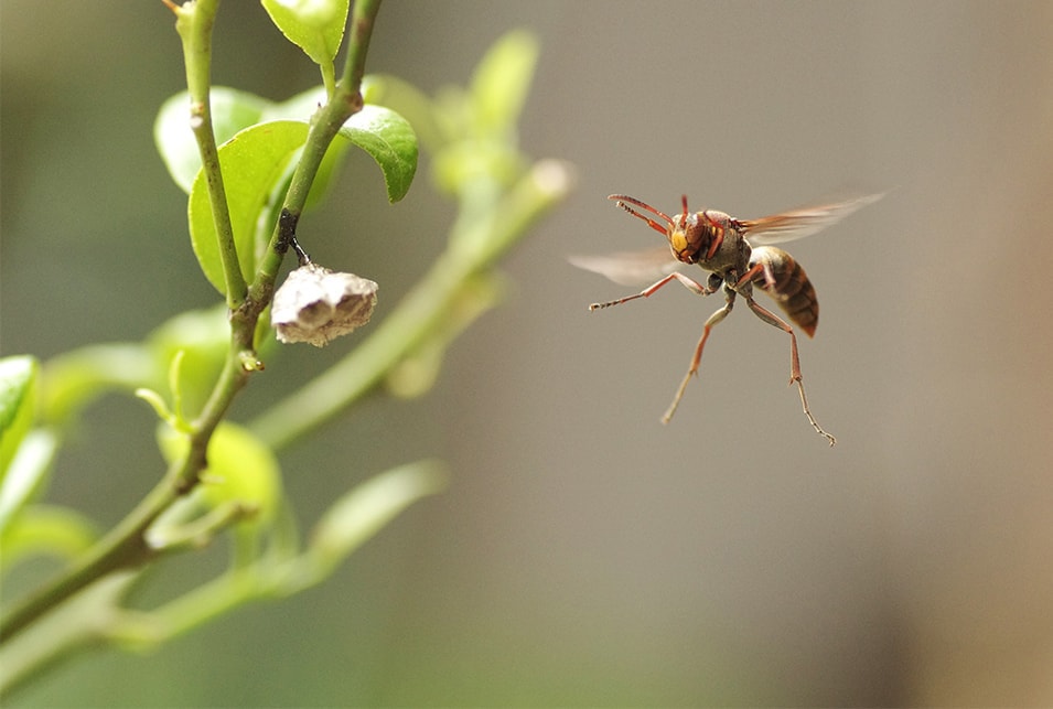 蜂がベランダをうろうろするときの寄せ付けない方法 アシナガバチ スズメバチも対策 生活救急車