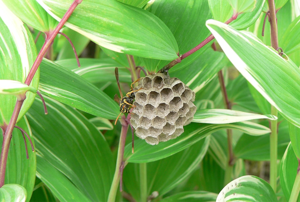 蜂の巣の見分け方 丸い とっくり型 細長いを判別 レスキューラボ